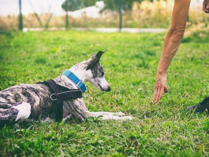 Down Stay Hand Signal - dog down in grass staring at hand