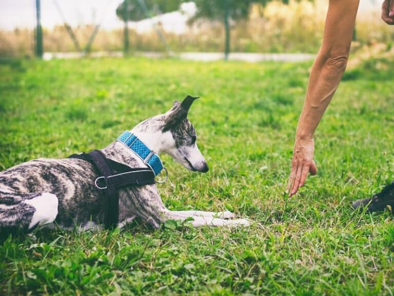 How To Train a Deaf Dog with Hand Signals