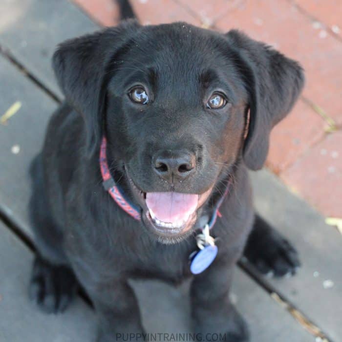 Black Labrador Retriever puppy, Elsa sitting and smiling at the camera.