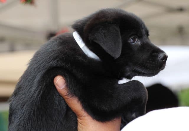 Black Lab Mix Puppy