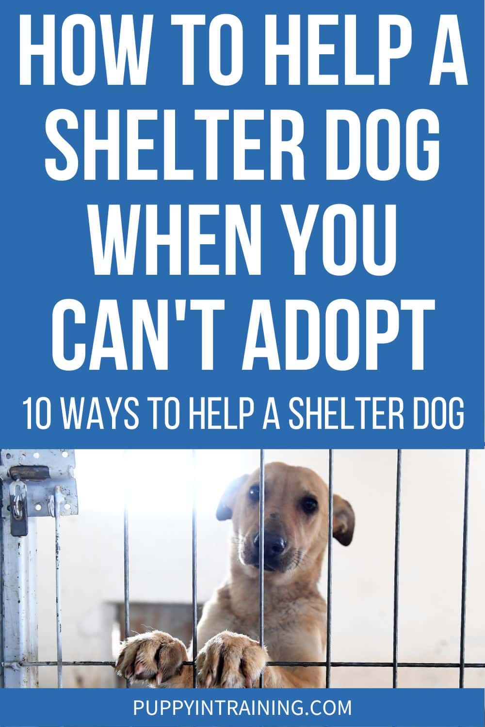 How To Help A Shelter Dog When You Can't Adopt - 10 Ways To Help A Shelter Dog - dog with paws on fence at shelter