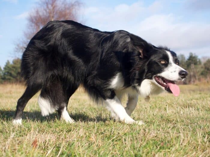 Common Herding Dog Problems - Border Collie creeping in the grass