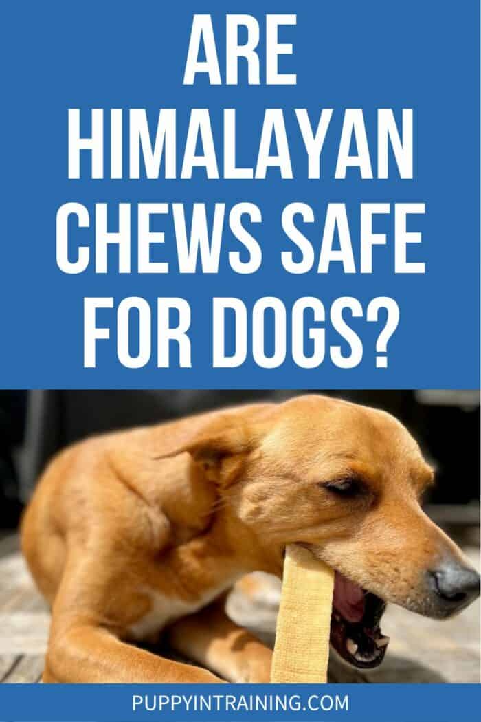 Are Himalayan chews safe for dogs? - Wally chewing on his yak chew.