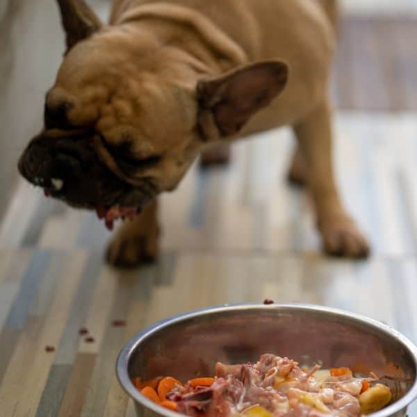 Easy Homemade Dog Food