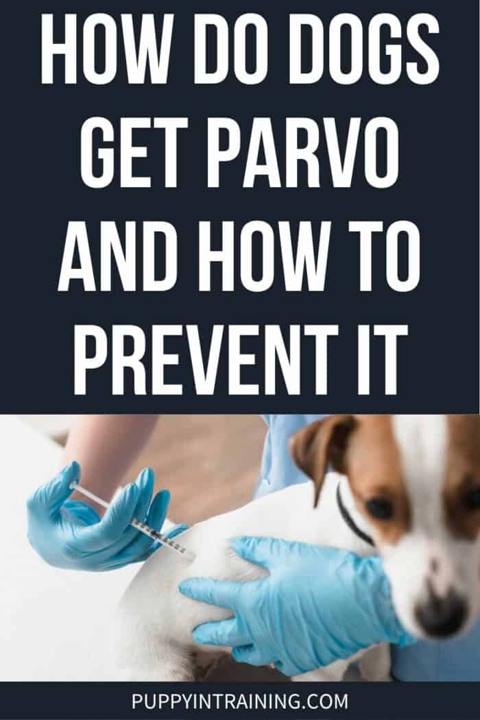 How Do Dogs Get Parvo And How To Prevent It - Jack Russel Terrier getting a shot