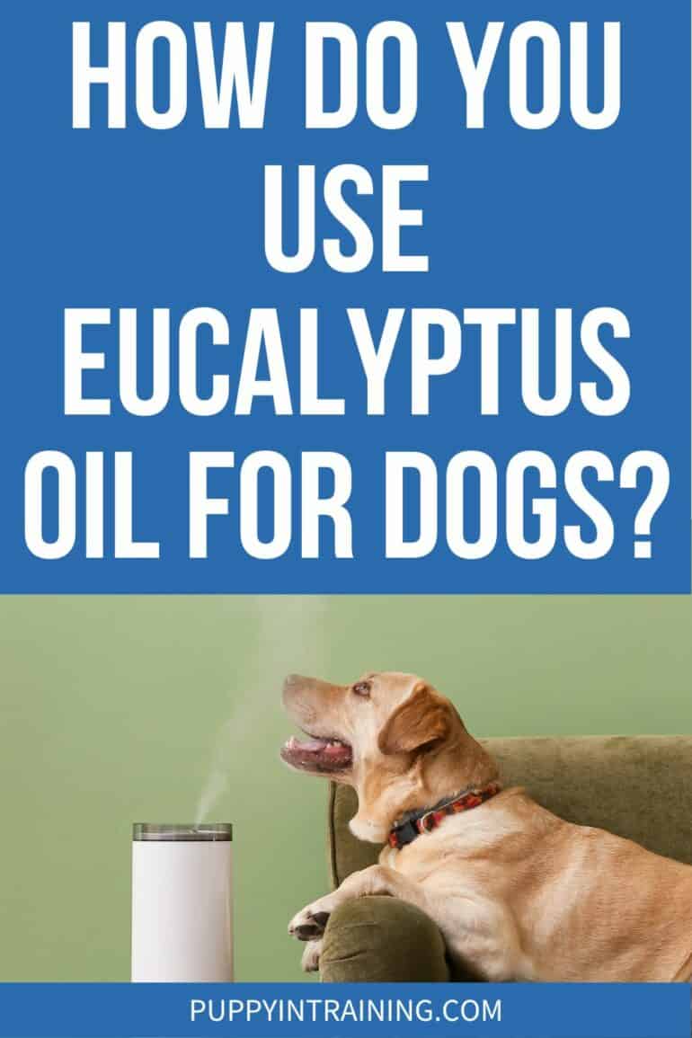 How Do You Use Eucalyptus Oil For Dogs?