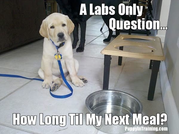 Lab puppy wants to know when it's time to eat