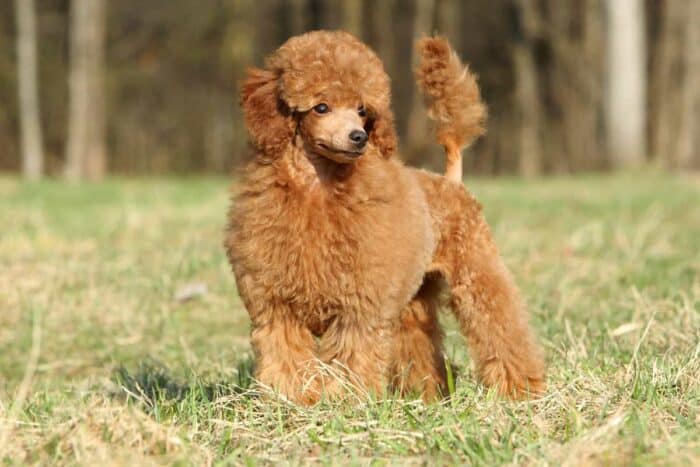 How Long Do Toy Poodles Live