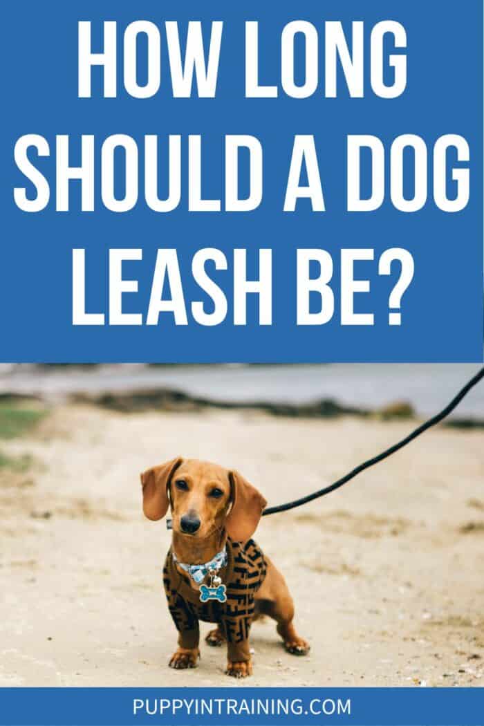 How Long Should A Dog Leash Be? - Dachshund standing on leash