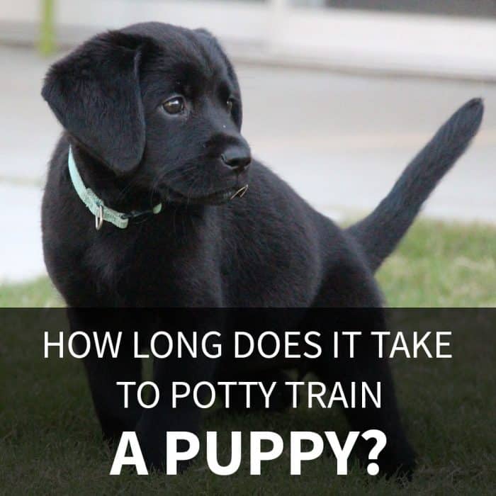 How Long Does It Take To Potty Train A Puppy? - Black Labrador Retriever puppy going potty in the grass staring off to the right.