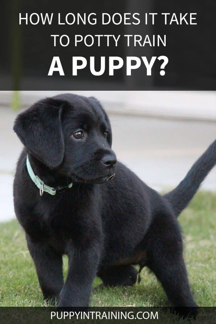 How Long Does It Take To Potty Train A Puppy? - Black Lab puppy going pee in the grass staring off to the right of the pic.