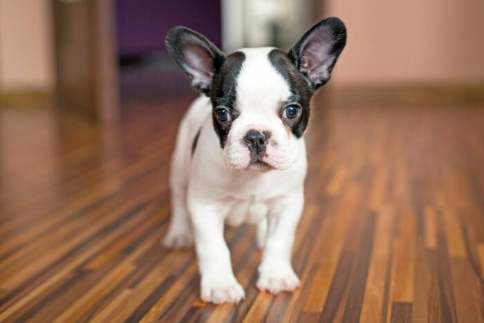 How much are French bulldog puppies