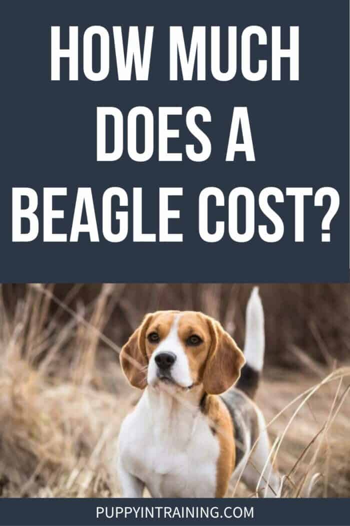 How Much Does A Beagle Cost? - Beagle staring in a field