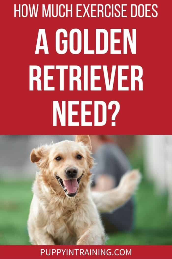 How Much Exercise Does A Golden Retriever Need? - Golden running towards the camera