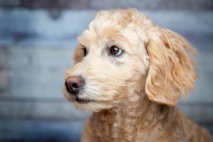 How Much Should A Goldendoodle Puppy Eat