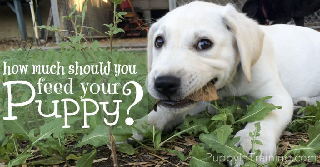 how much should you feed a puppy?