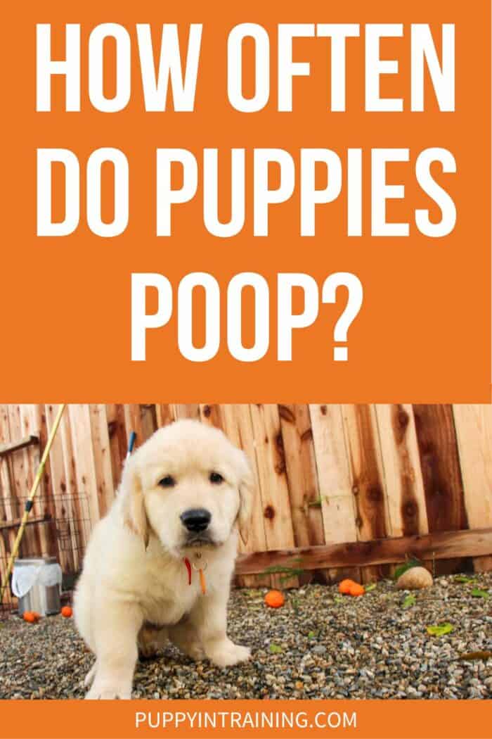 How Often Do Puppies Poop? - Golden Retriever puppy pooping on gravel