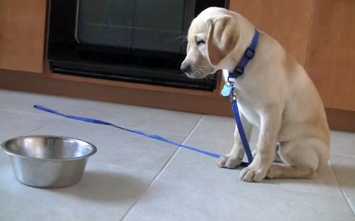 How Often Should You Feed A Puppy