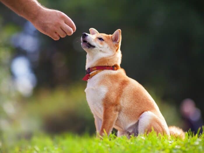 How Often Train Dog - sitting-waiting for treat