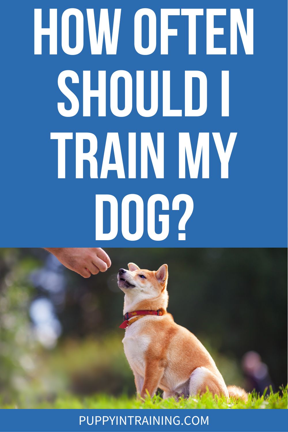 How Often Should I Train My Dog? - Shiba Inu sitting in grass waiting for a treat.