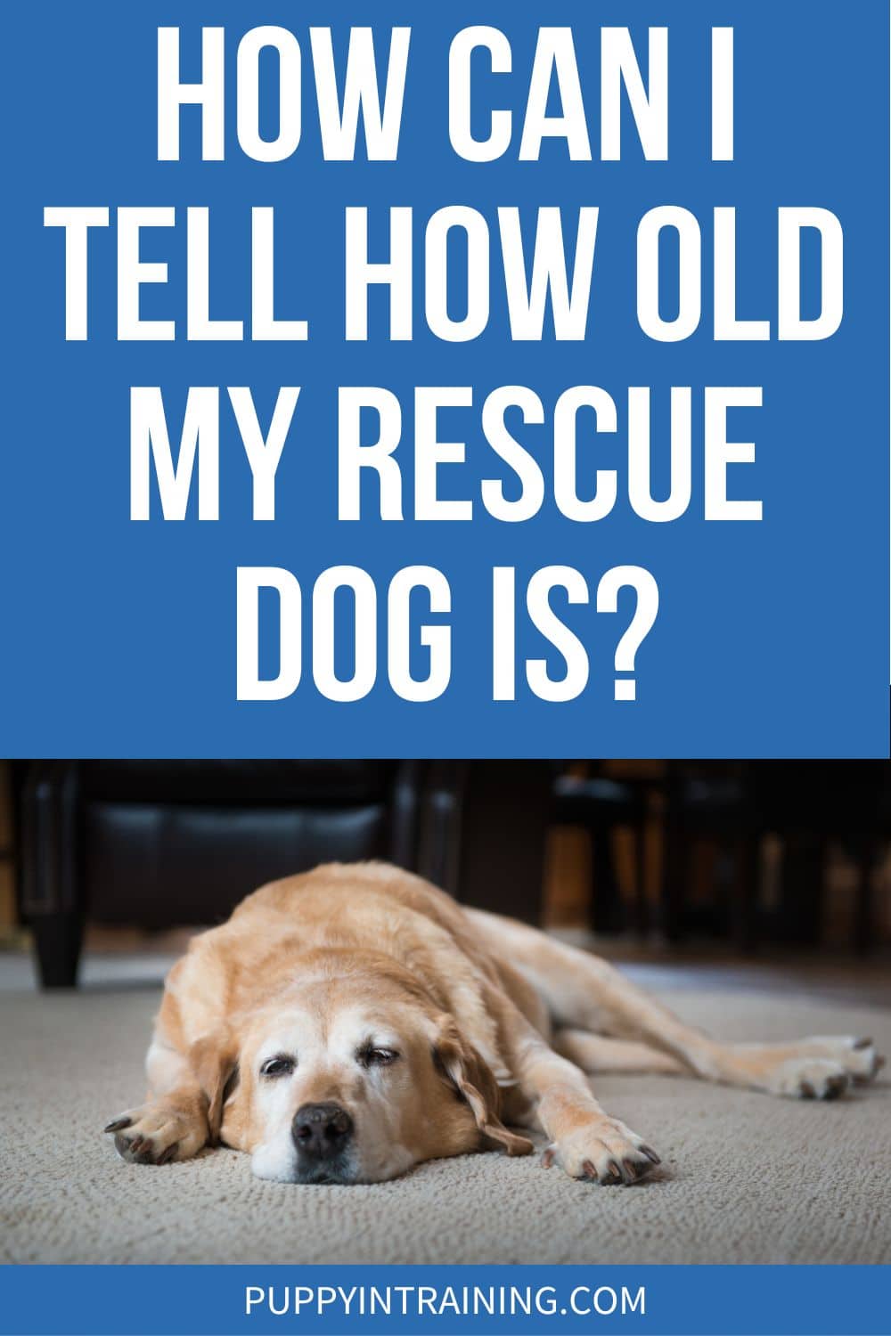 How Can I Tell How Old My Rescue Dog Is? - old yellow lab sleeping on carpet