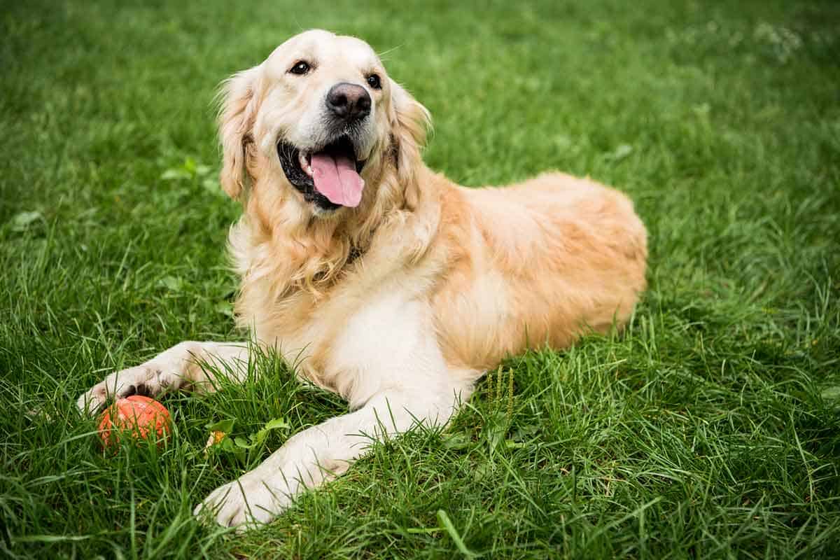 How Smart Are Golden Retrievers