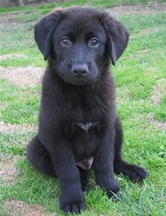 Black Australian Shepherd Lab mix puppy