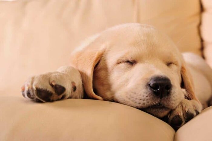 How To Make A Puppy Sleep - yellow lab puppy sleeping on the couch