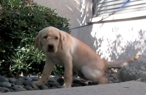 Yellow Lab puppy taking a potty break