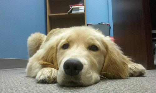 Golden Retriever puppy down on carpet nose level.