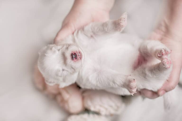 How to tell if a newborn puppy is dying