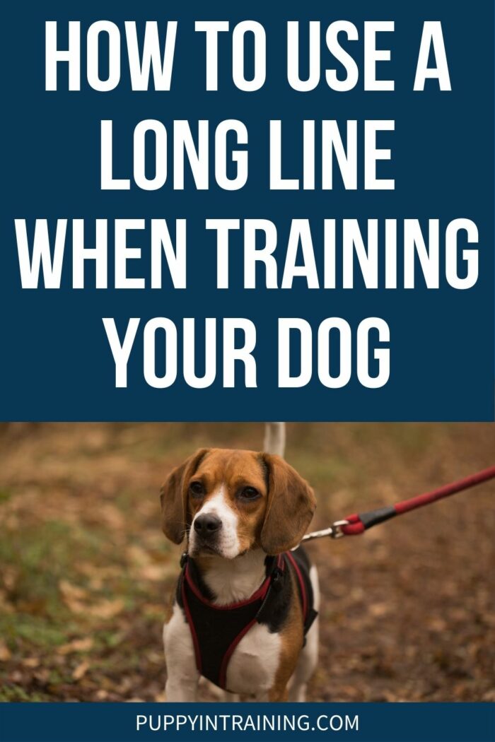 Long Line Dog Training - How To Use A Long Line When Training - Yellow Lab puppy sitting in grass with long red leash attached to his collar. - Long line dog training is a great way to work from a distance with your dog and can help get reliability in behaviors while maintaining safety.