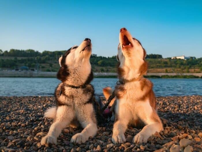 Howling Dogs