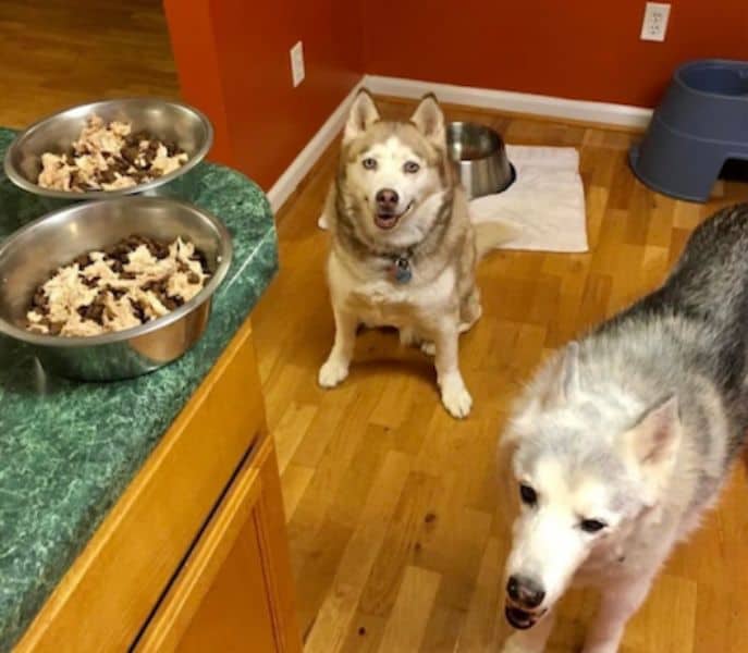 My client dogs Haley and Milo with boiled chicken on their kibble