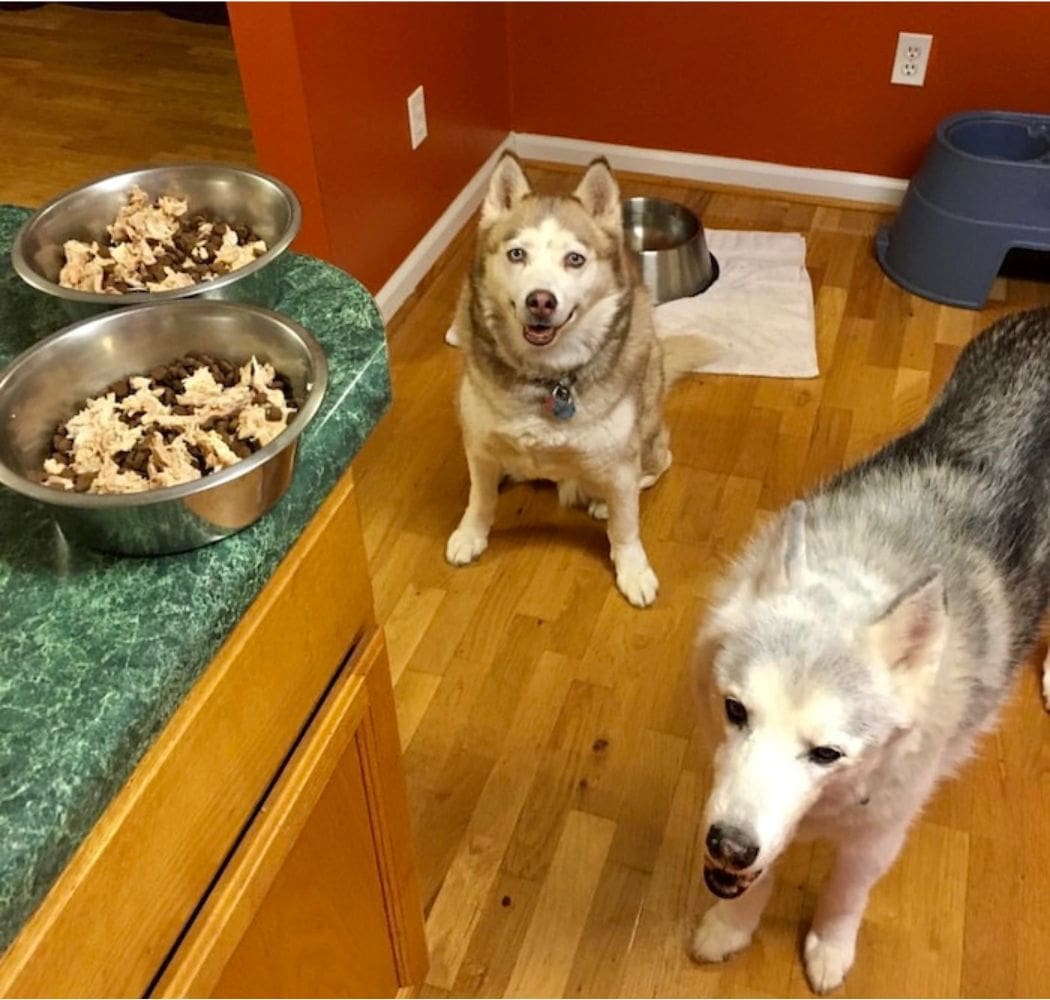 Milo (right) and his sister Haley with their chicken-topped off kibble