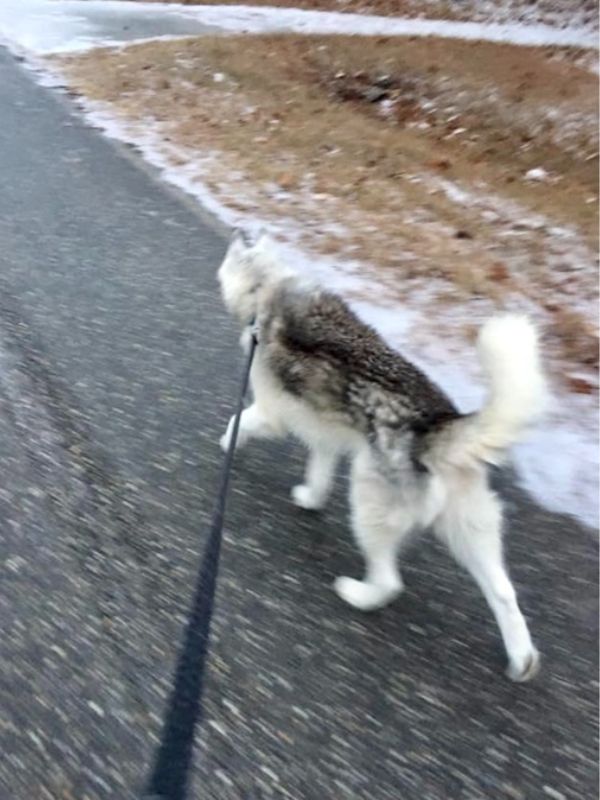 Husky client Milo out on a jog