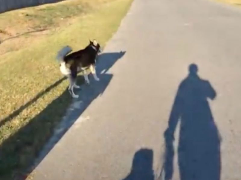 Loose neighborhood Husky walking with us