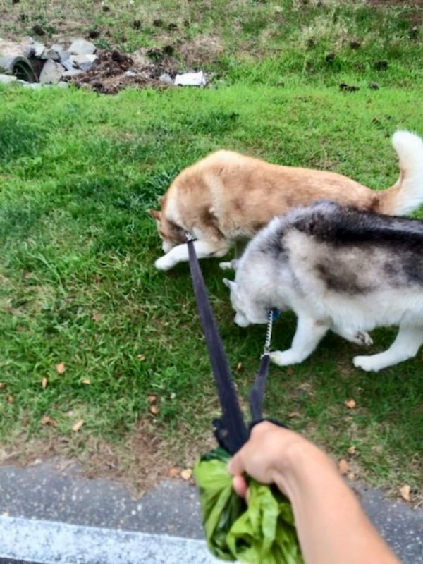 Walking Husky clients Haley (left) and Milo (right)