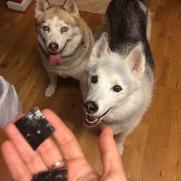 Treat time for Huskies Haley (left) and Milo (right)