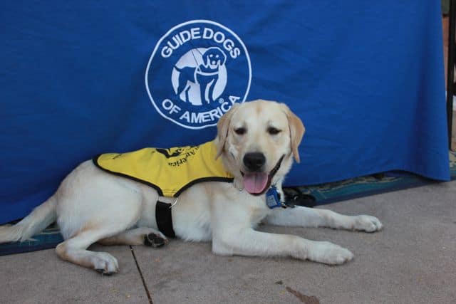 Journey at the dog days of fullerton