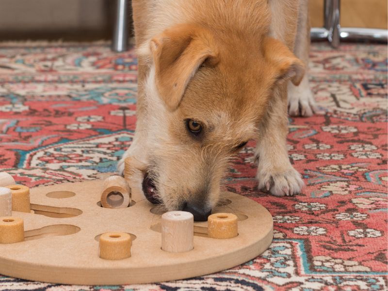 Keep Your Dog Busy Indoors On A Rainy Day - dog playing with a puzzle toy