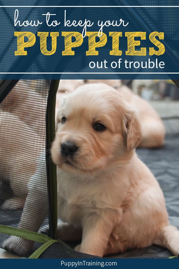 Puppy peeking out the door of his Carlson Portable Pet Pen.