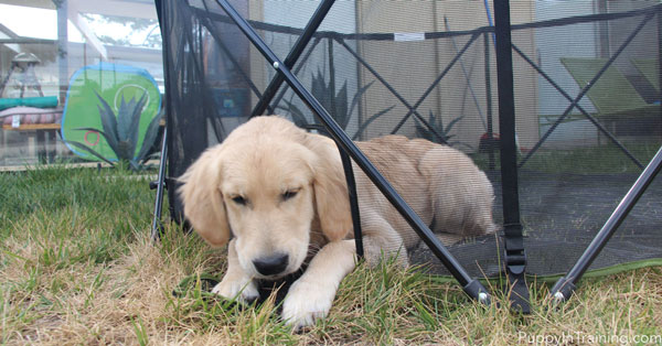 Golden Retriever sticks his head out the Carlson Portable Pet Pen door.