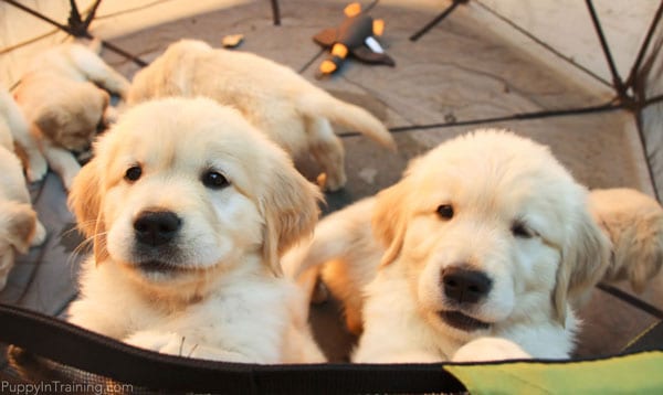 Two puppies jump up on the Carlson Portable Pet Pen.