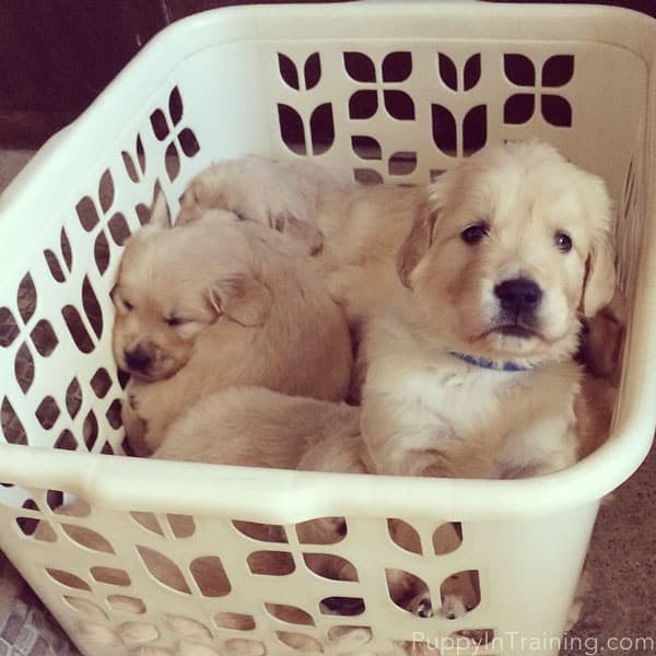 Litter of puppies sitting in a laundry basket.