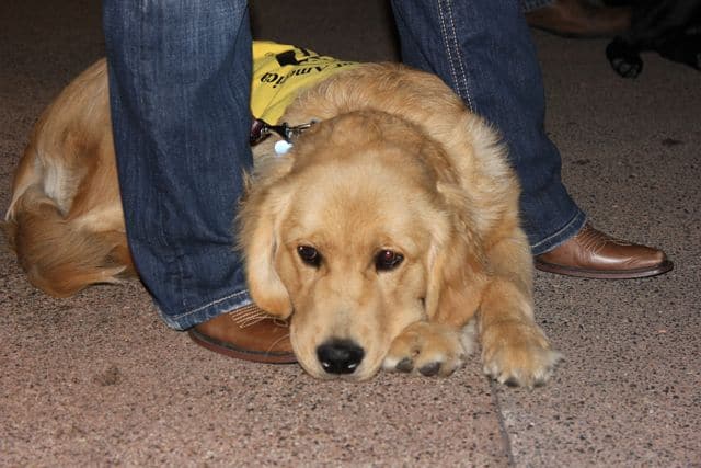 Golden Retriever guide dog puppy