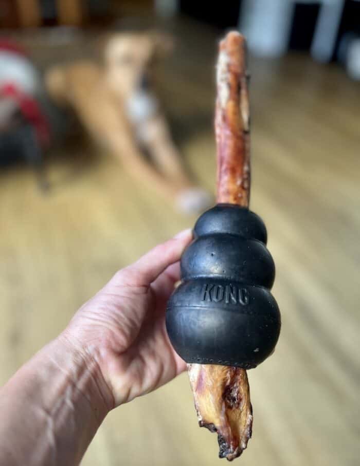 I squeezed a large bully stick into a medium size Kong Extreme