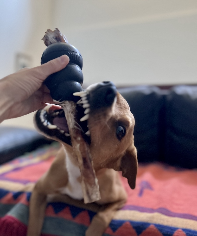 Ending a bully stick chewing session for Wally