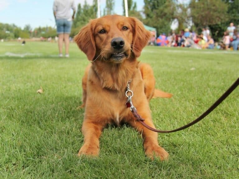 Goldador: Mix Of The Popular Labrador And Golden Retrievers