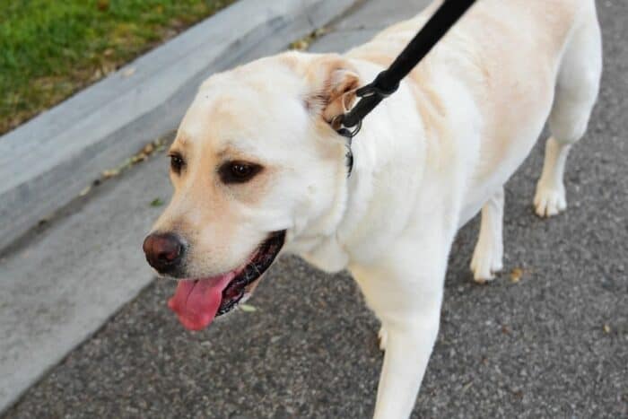 Yellow Lab walking on leash